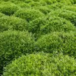 What Is the Difference Between Bushes and Shrubs?