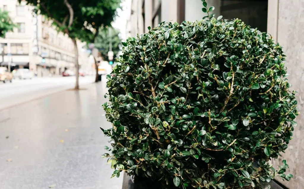 What Is the Difference Between Bushes and Shrubs?