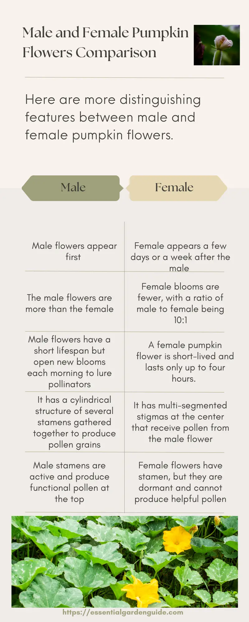 Compare male and female pumpkin flowers