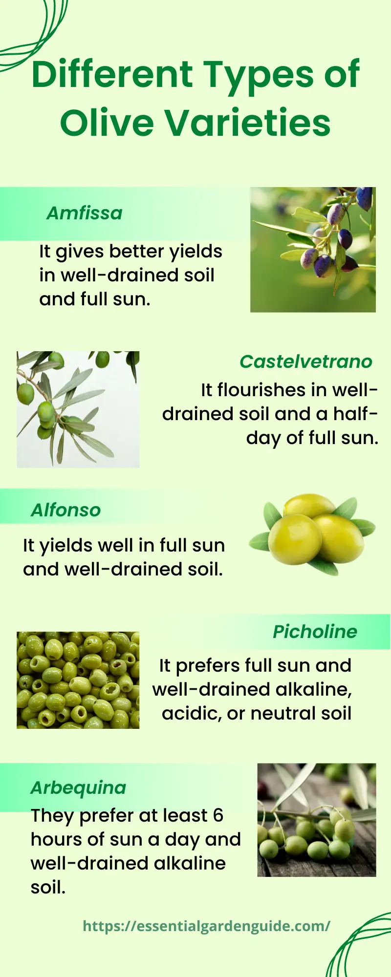 10 types of olive plants