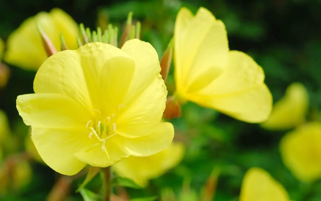 Yellow flowers symbolism