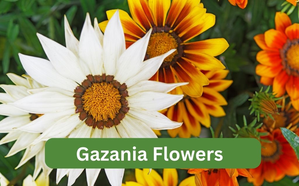 Gazania Flowers - white, orange, pink