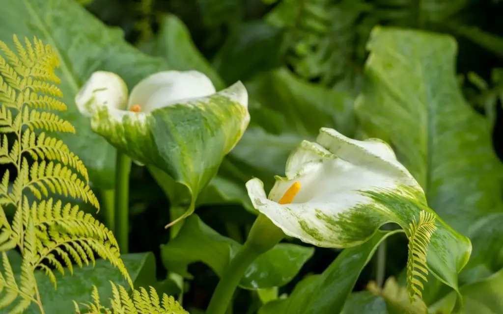 Green Lily varieties