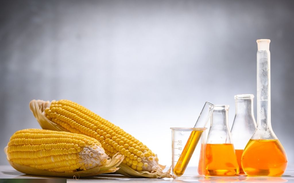 Biofuel is just one of the uses of the maize plant