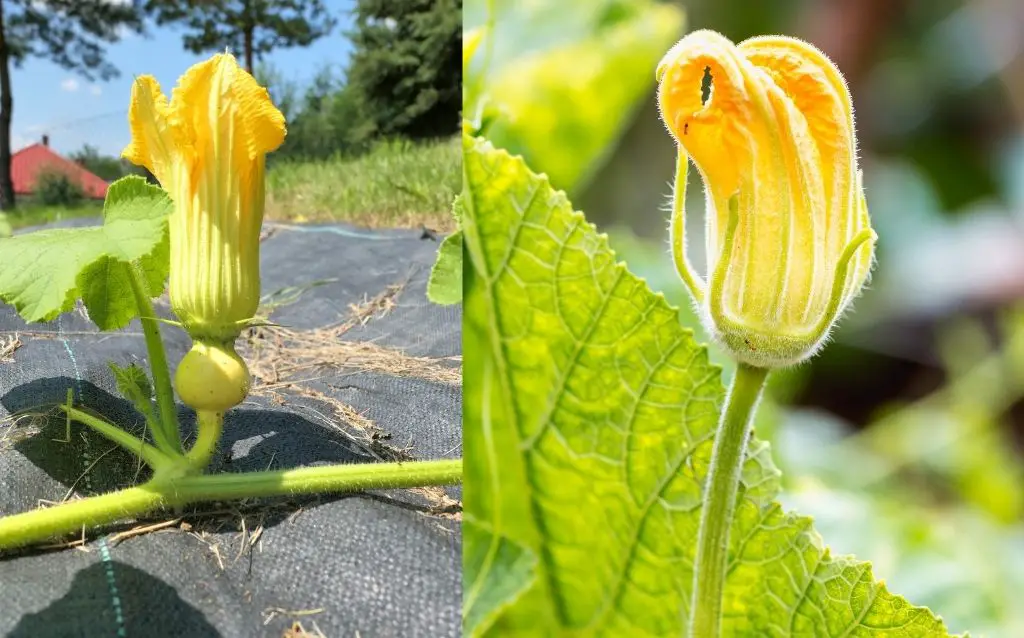 Male and female pumpkin flower comparison