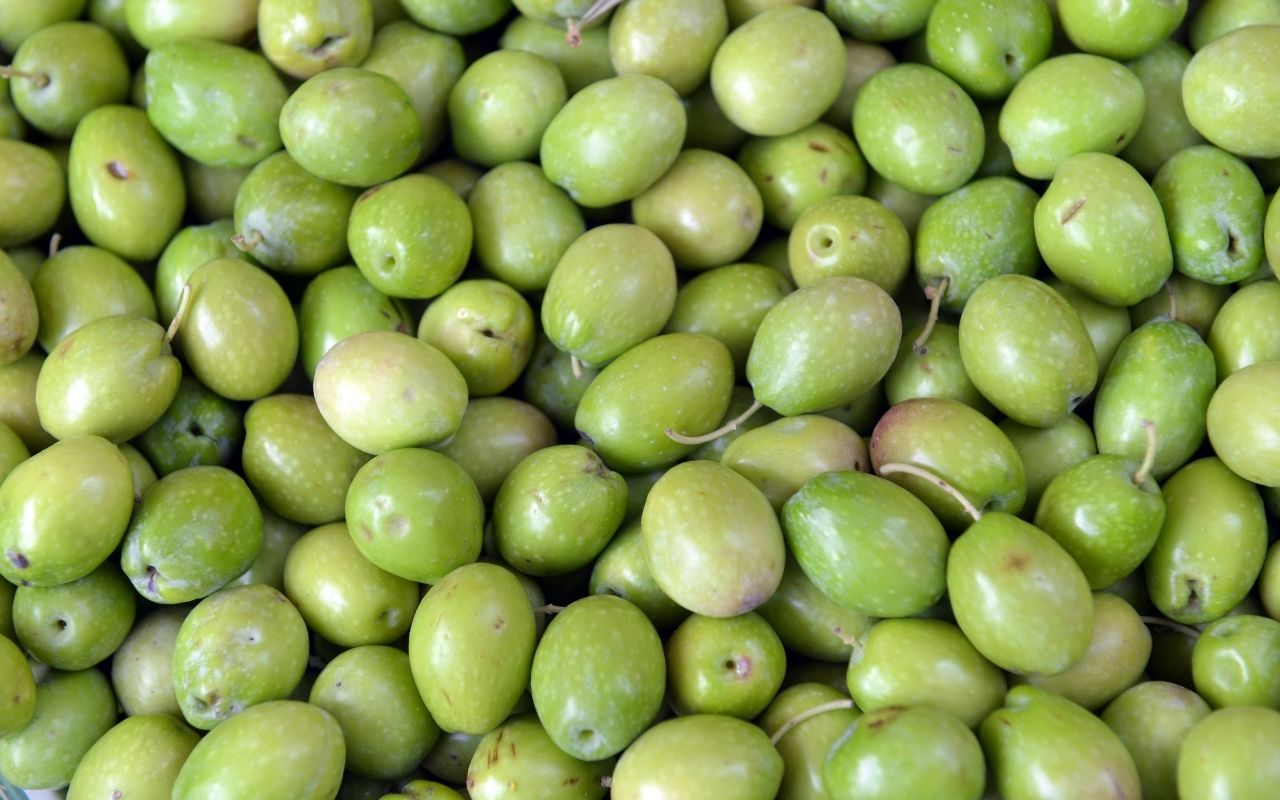 olive tree cultivars