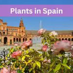 Plants in Spain - View of roses and Spanish buildings