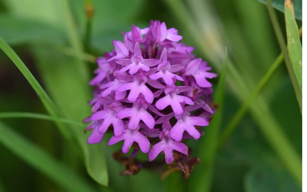 Spanish flower - Pyramid Orchid