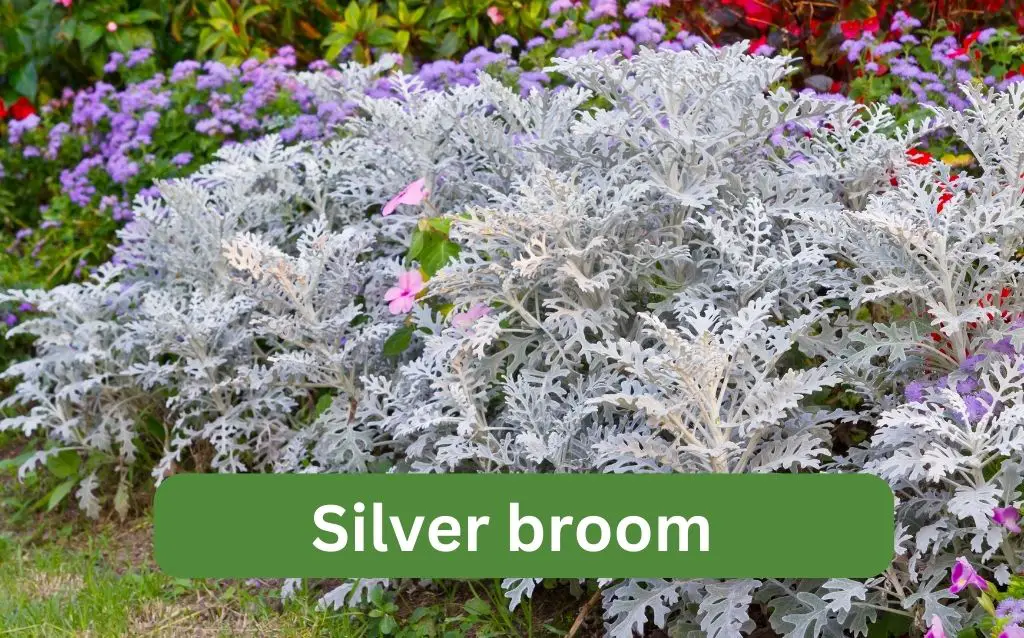 Silver broom with other flowers