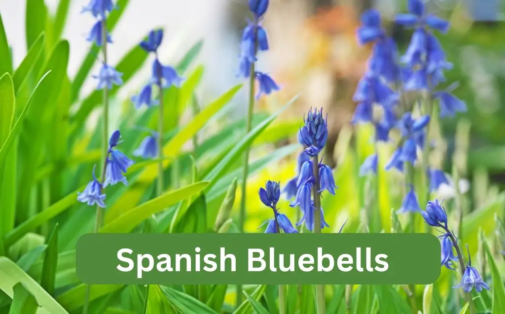 Spanish Bluebells grow wild in Spain