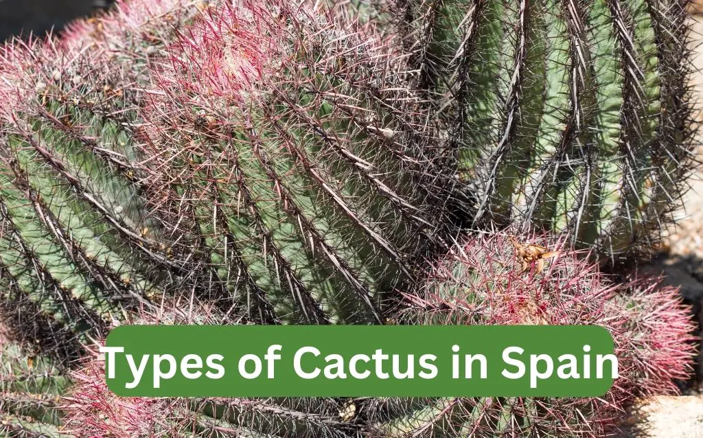 Spanish cactus