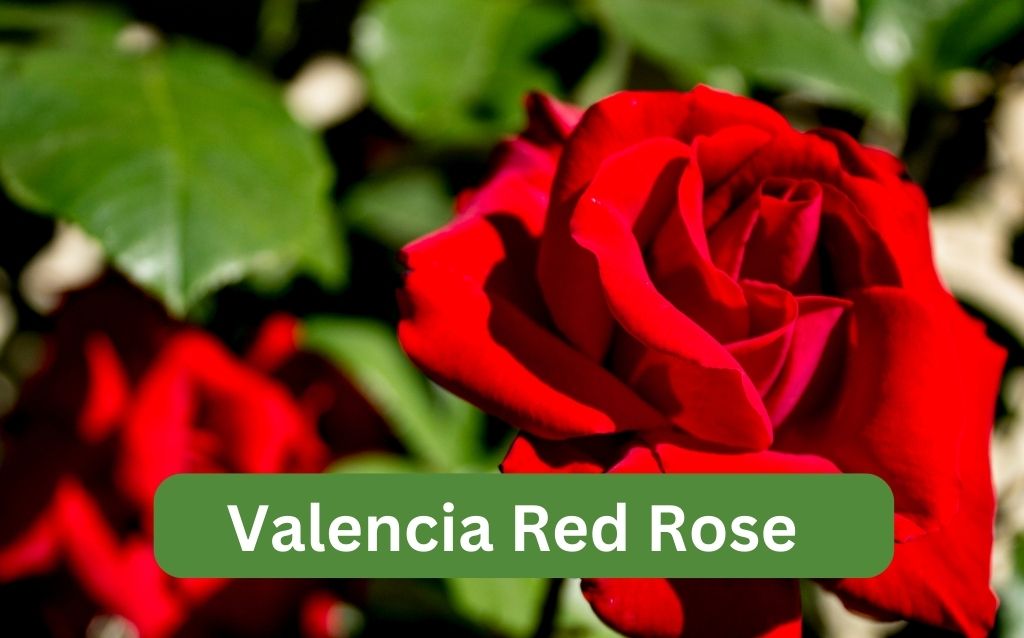 Valencia Red Rose vivid crimson petal
