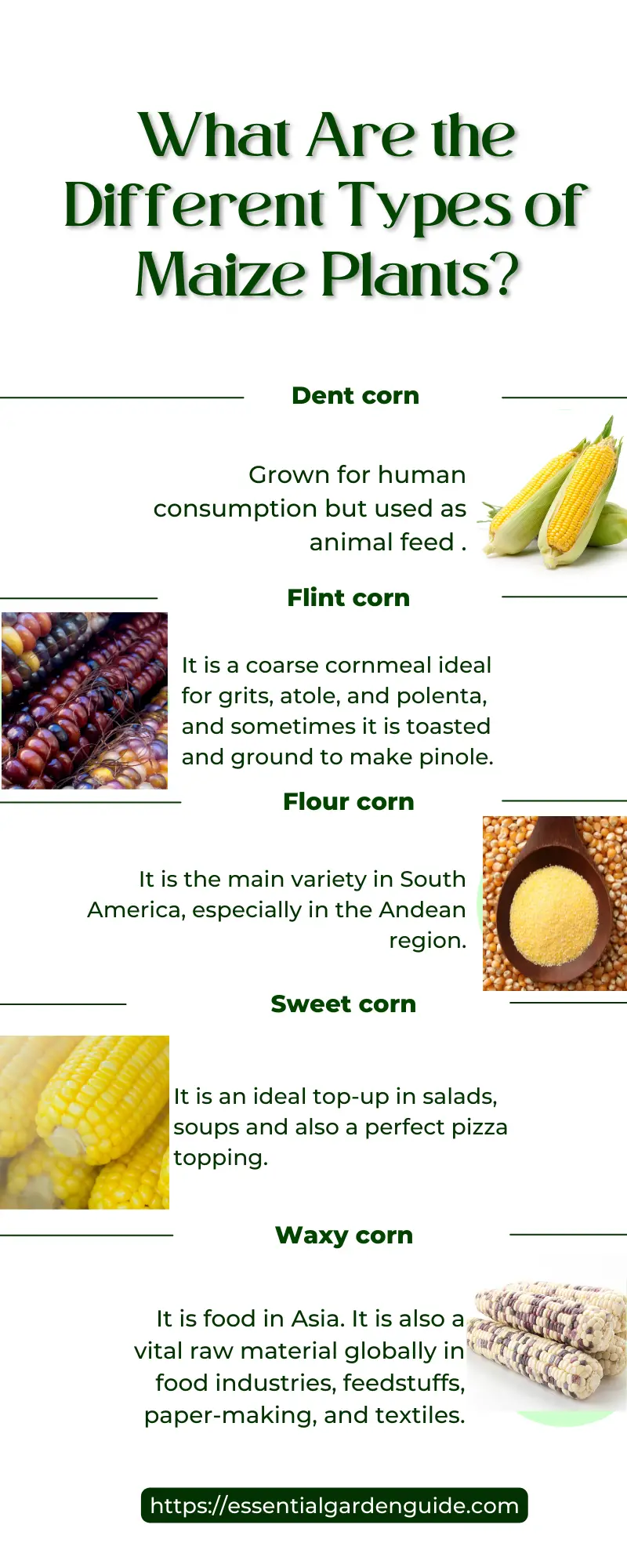 Name some varieties of the maize plant