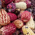 What Are the Different Types of Maize Plants?