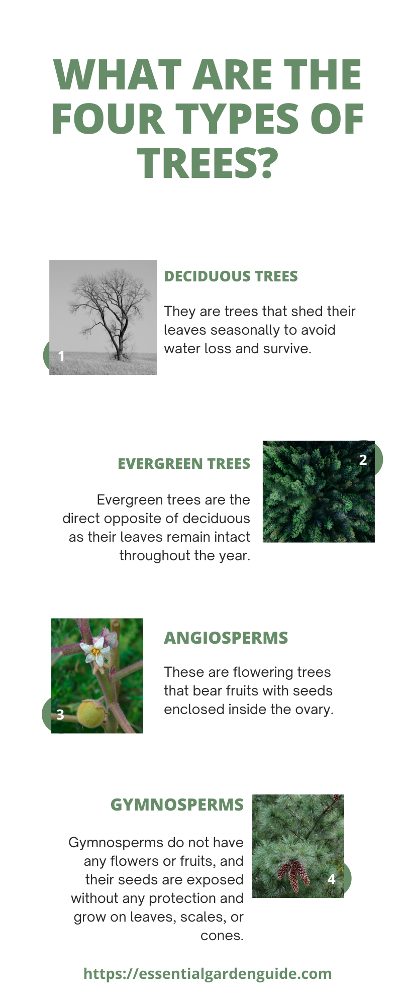 Deciduous, Evergreen, Angiopserm, Hymnosperm tree clasifications