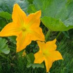 What’s the Difference Between Male and Female Pumpkin Flowers?
