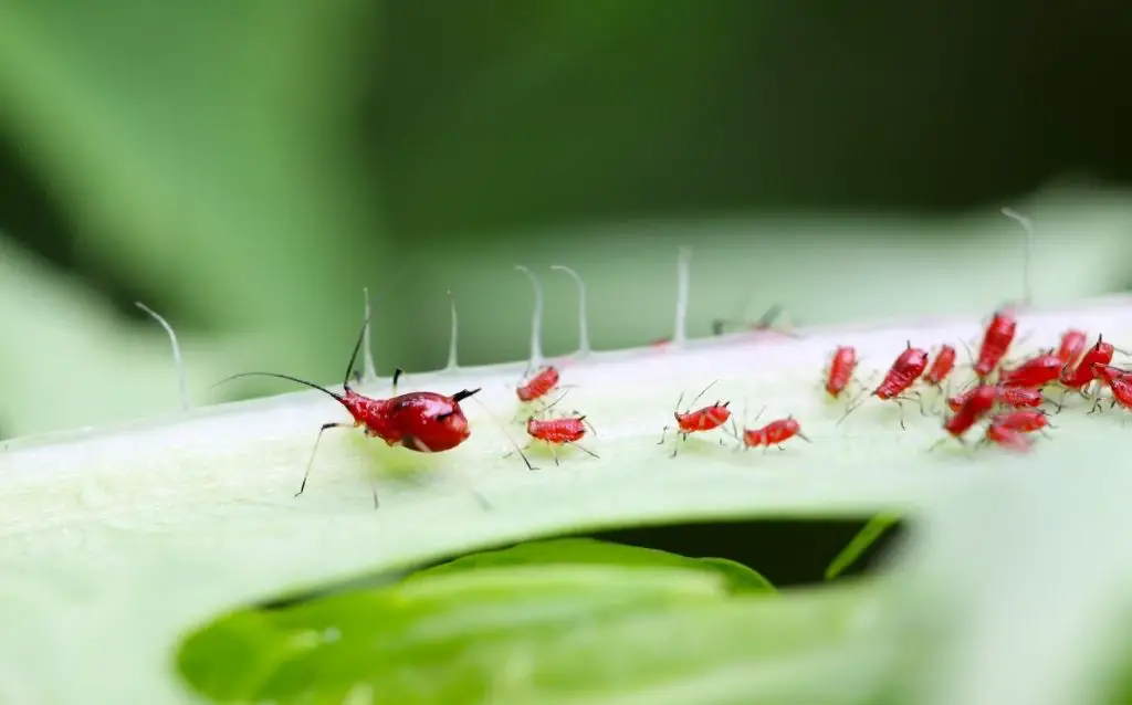 Endives pests - aphids