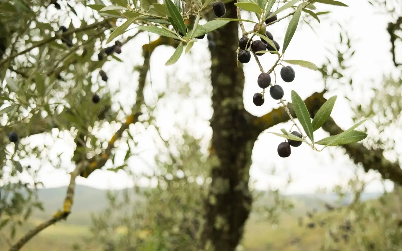 olive varieties