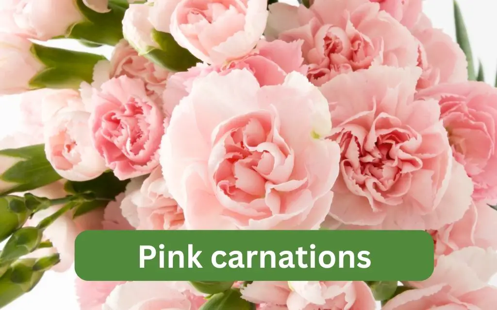 Carnations also come in pink