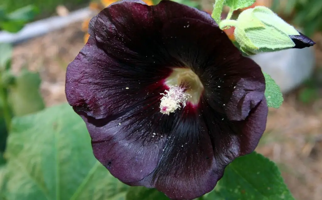 ‘Blacknight’ Hollyhock flowers are not quite black