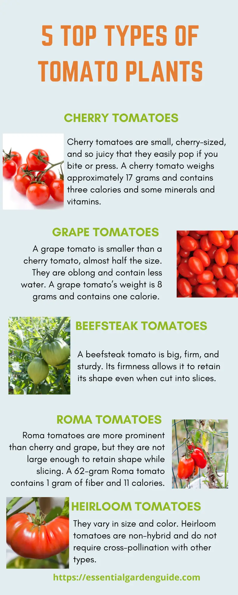 What are the most common types of tomato plants?