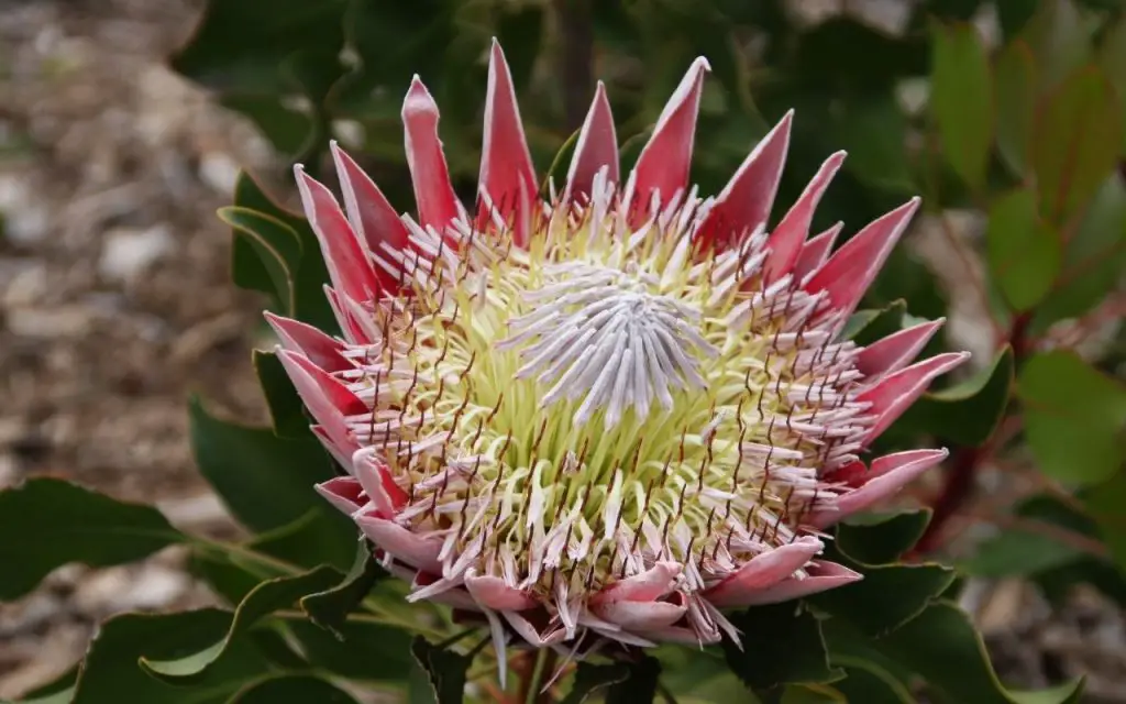 Types of south african flowers