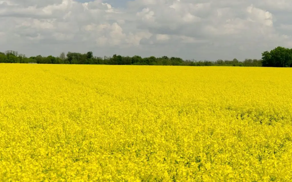 Can you eat Mustard flowers?
