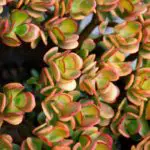 10 Types of Jade Plants