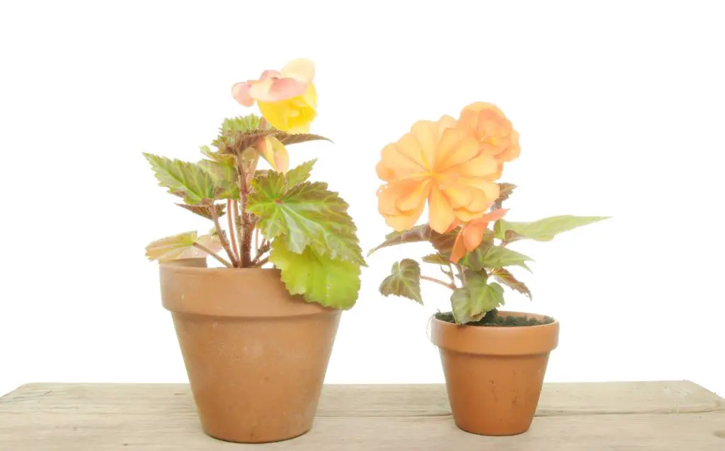 Picture of yellow Begonia blooms in pots