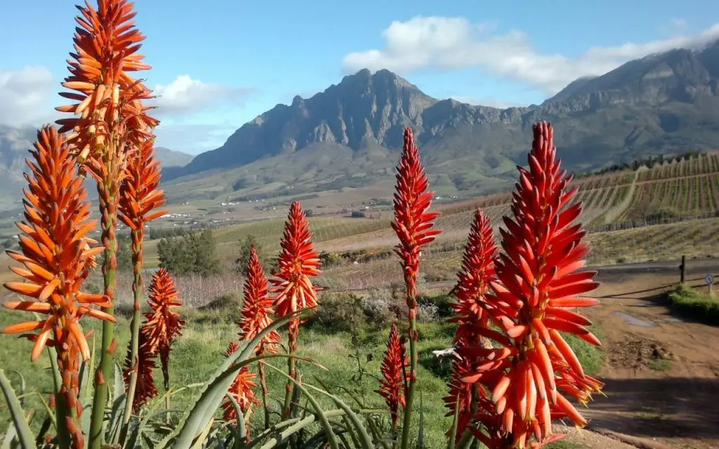 South African plants