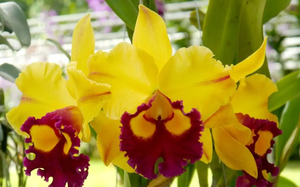 Cattleya orchids - popular type of orchid plant