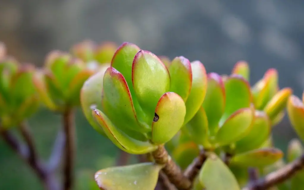 top types of Jade plant