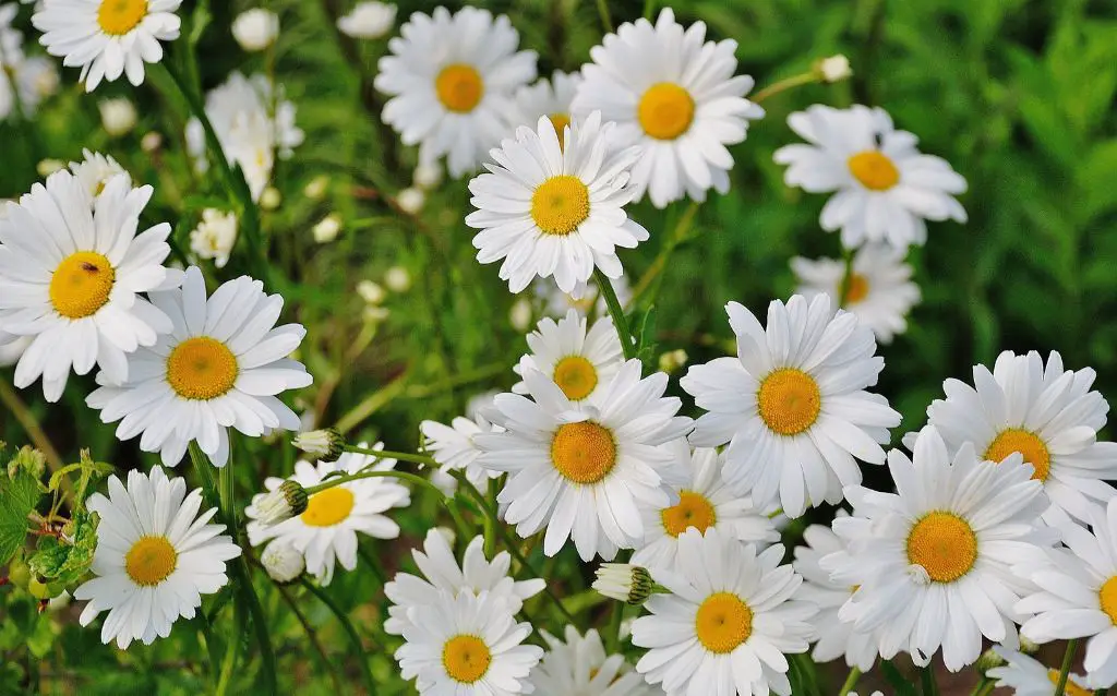 Bunch of daisies growing in a field