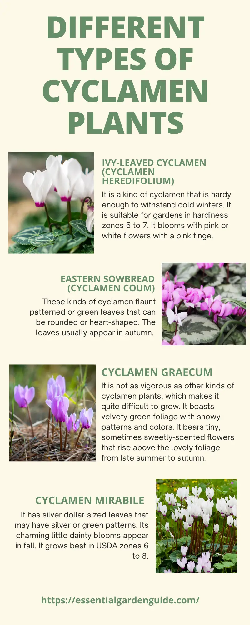 Top 8 types of Cyclamen plants