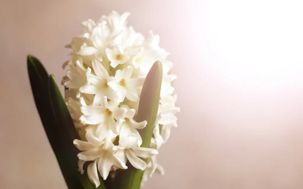 Hyacinth flower colors include yellow.