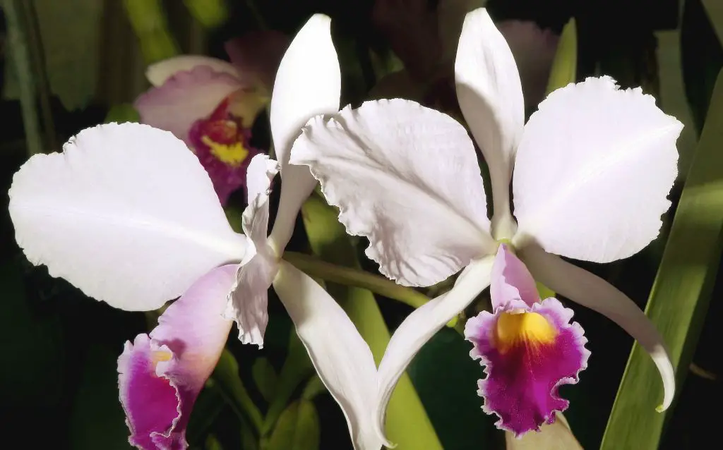 Laelia Orchid wildflower