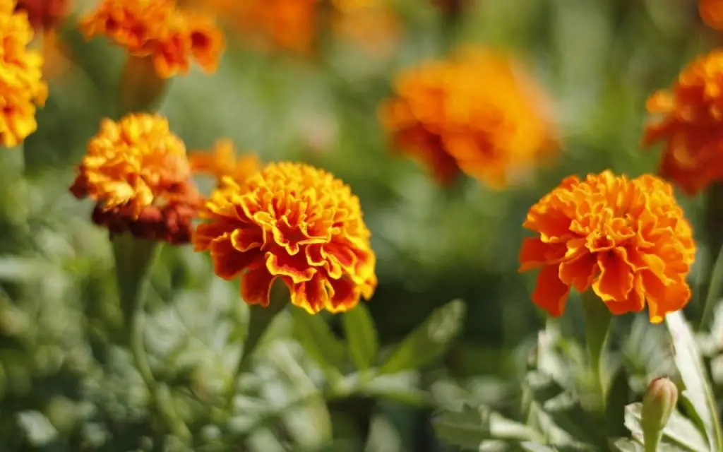 top 10 types of Marigolds