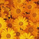 How Many Orange Flowers Are There_featured image