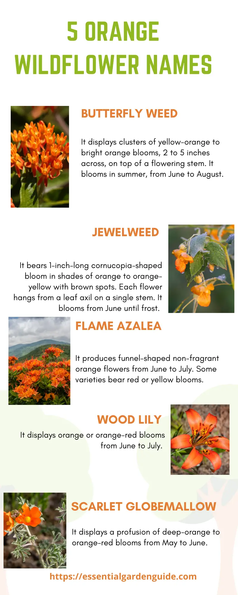  5 orange flowered plants