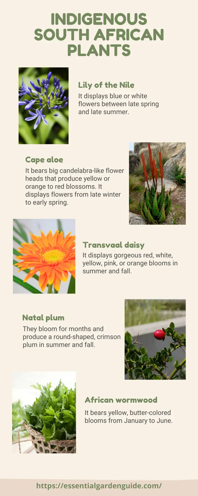 10 Incredible South African Plants