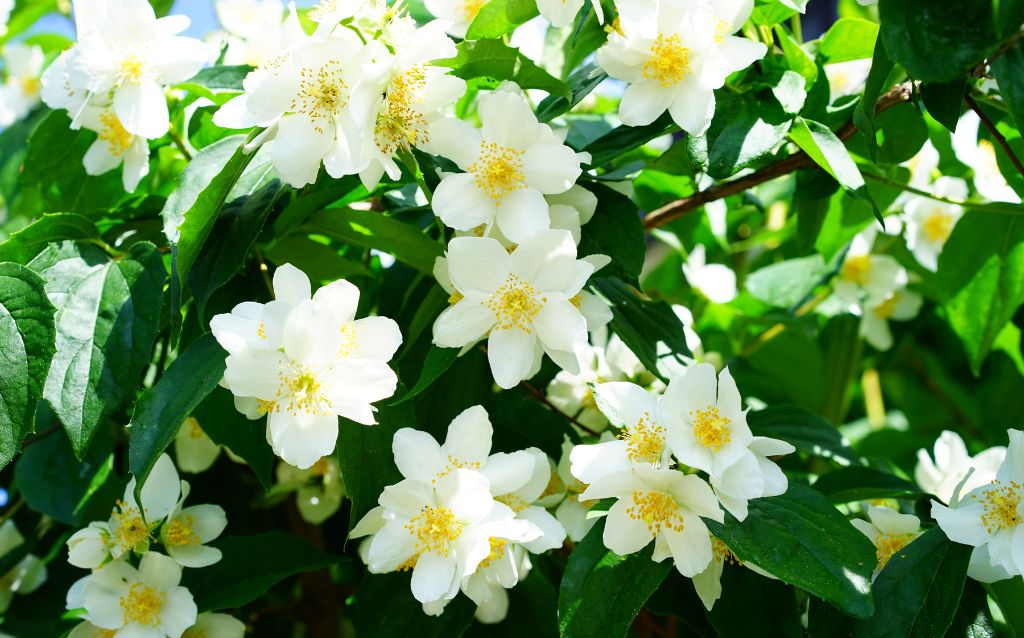 Jasmine blossoms - J flowers