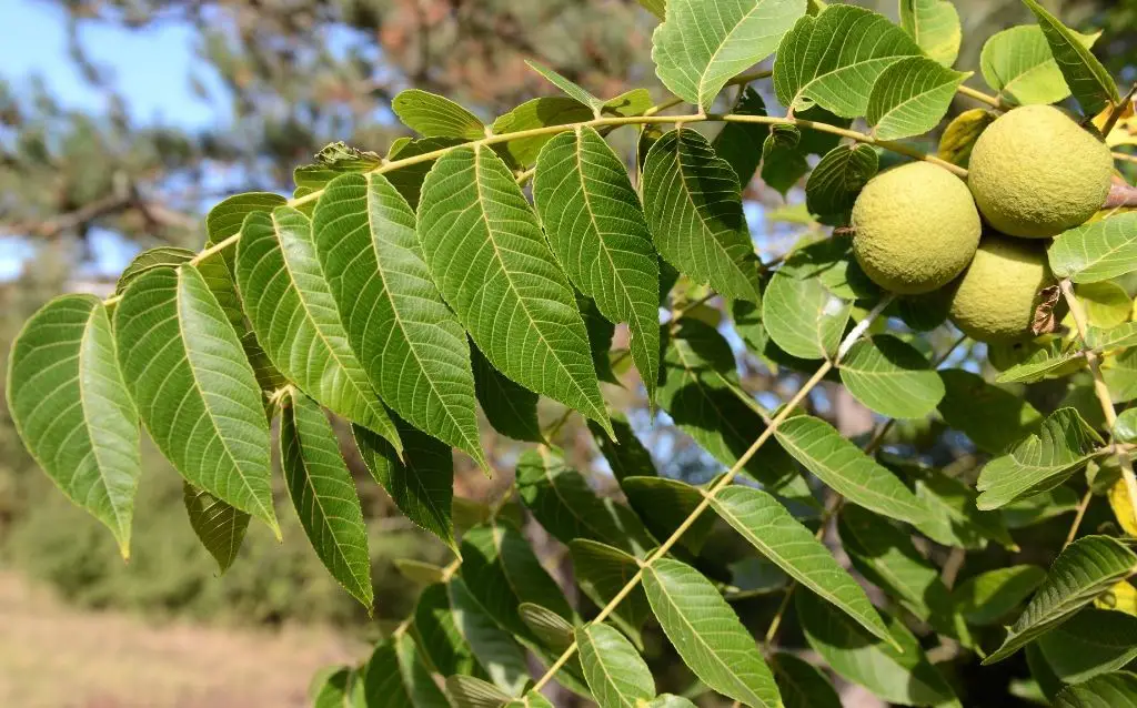 Black walnut botanical name starts with J - Juglans Nigra