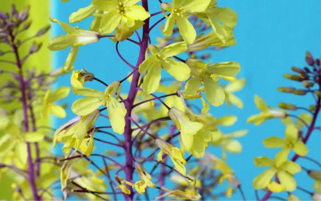 Is flowering kale edible?