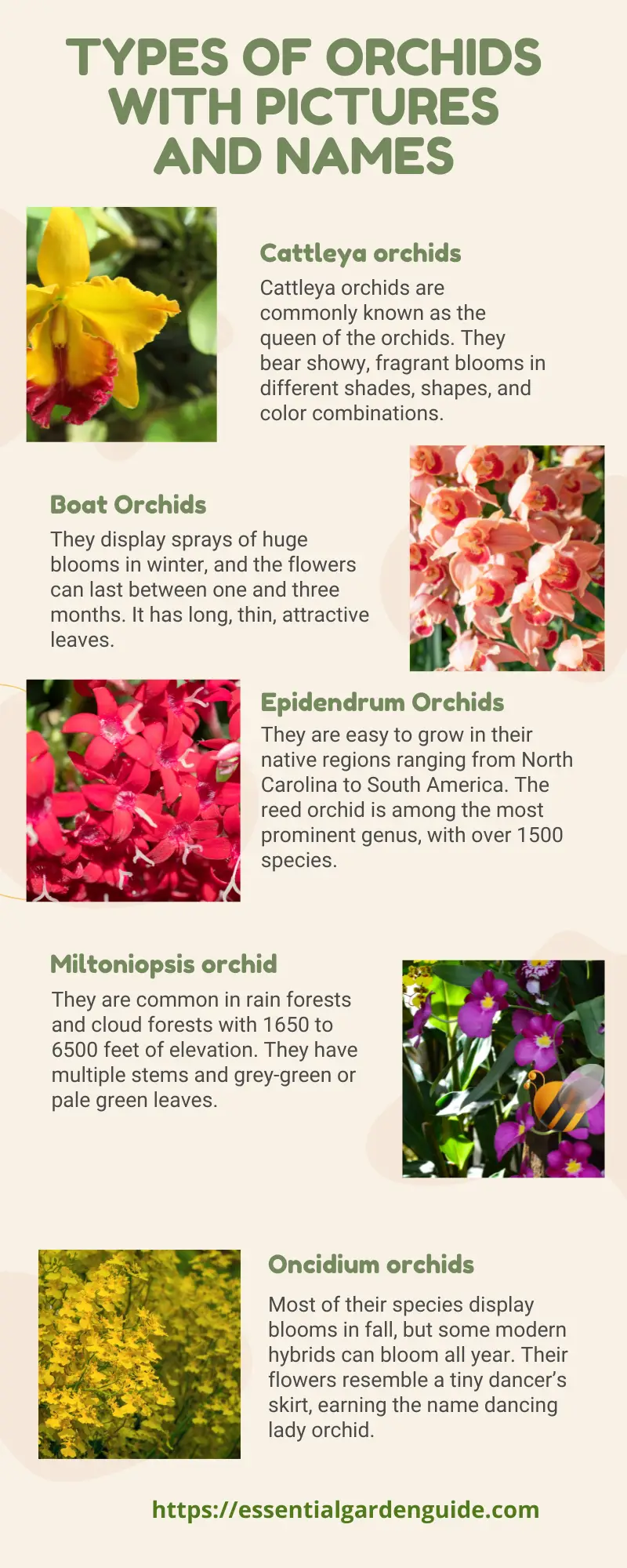 Orchid plant flowers types