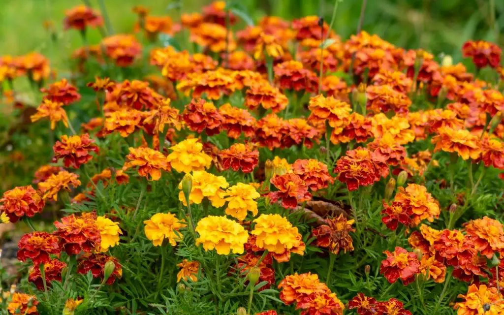 top Marigold varieties