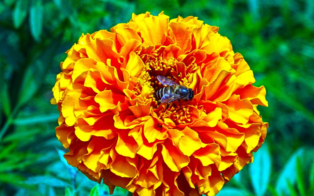 Mexican Marigold is fashionable in Mexico