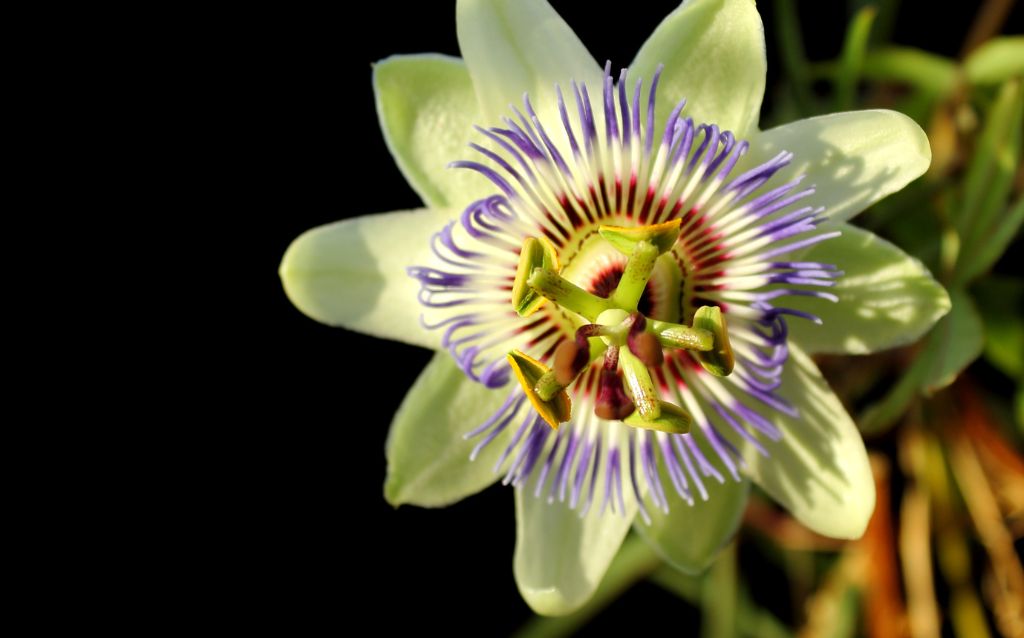 Popular Brazilian flowers and plants - Passion Flowers