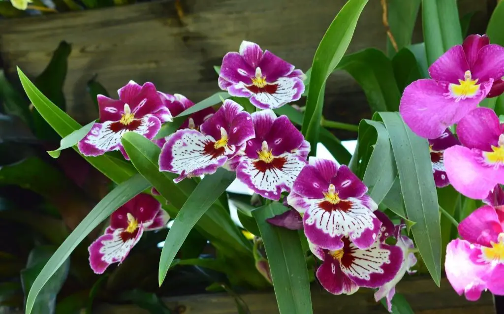 Pansy orchids