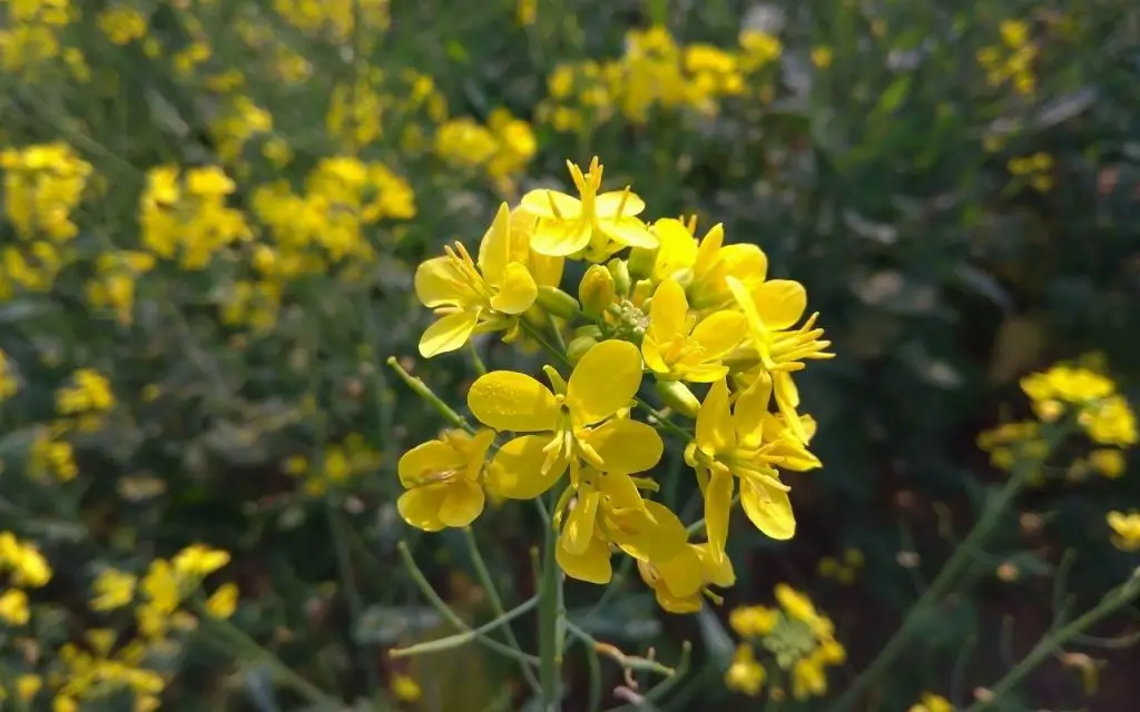 Can you eat mustard flowers?