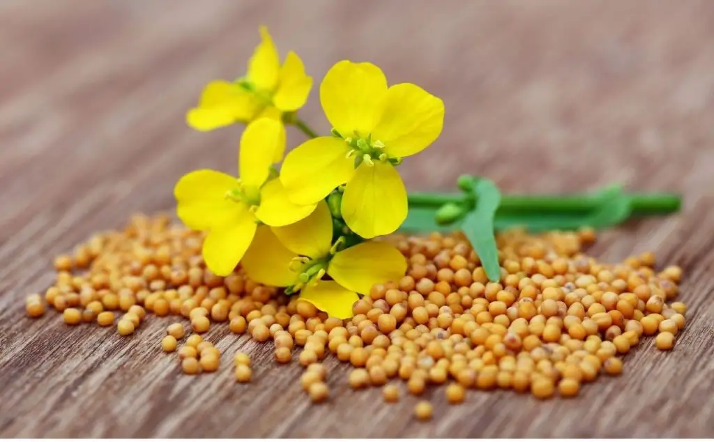 Can you eat mustard flowers?